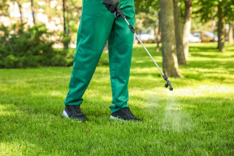 Worker spraying pesticide onto green lawn